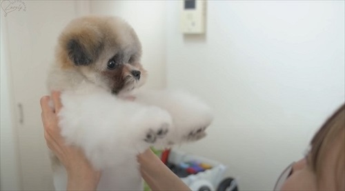 ワンコのかわいいお顔