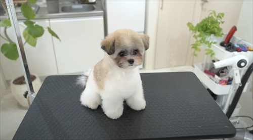 すっきり仕上がったワンコ