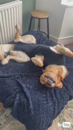 ベッドで眠る犬