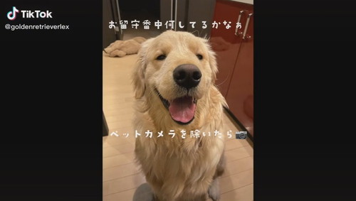 ペットカメラの前にずっといるレックスくん