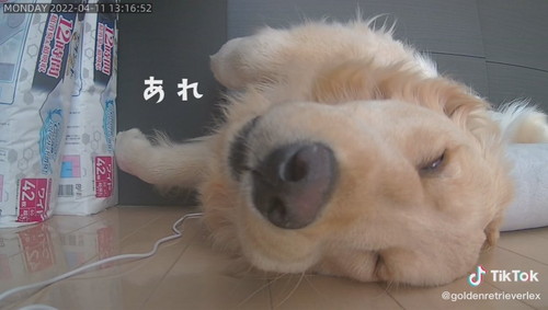 カメラに近い犬