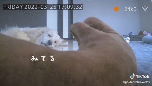 寝ながら見る犬