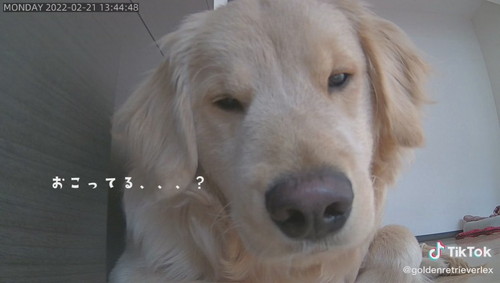 ペットカメラの前にずっといるレックスくん