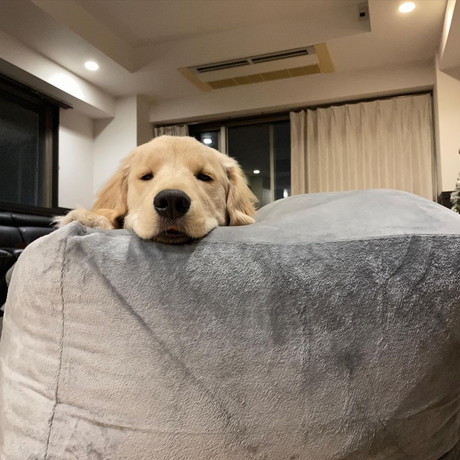 クッションと犬