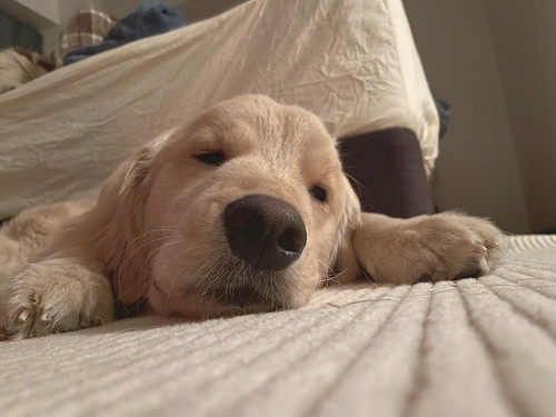 まどろむレックスくん