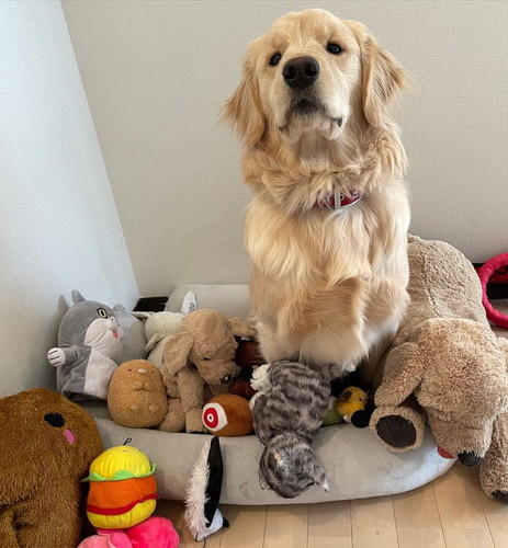 ぬいぐるみに囲まれた犬