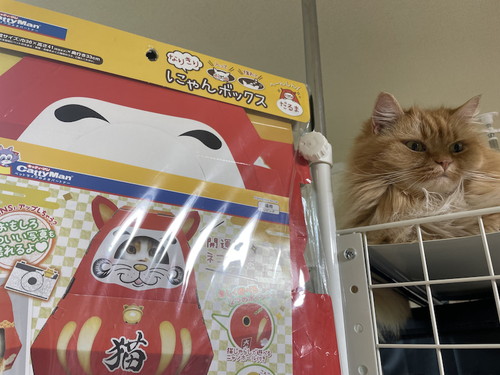 誕生日プレゼントを見る猫