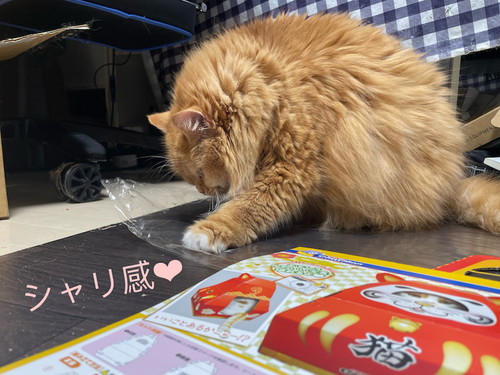 袋が気になる猫