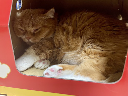 寝ているティオくん