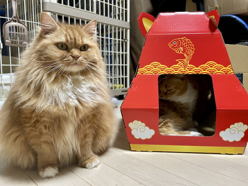 記念撮影する猫