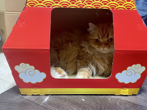 うららちゃんが箱に入っている