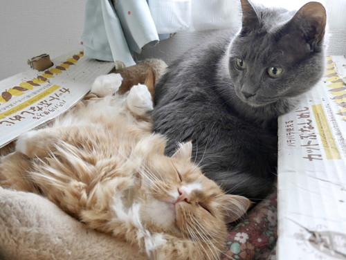 グレくんの写真