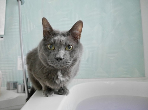 グレくんの写真