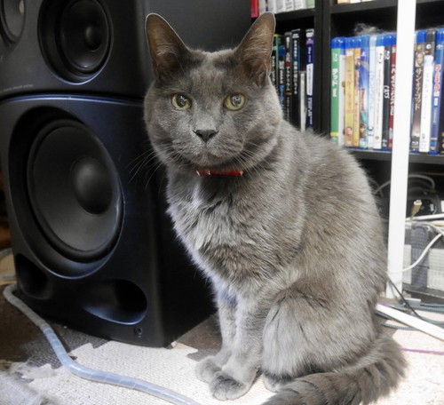 グレくんの写真