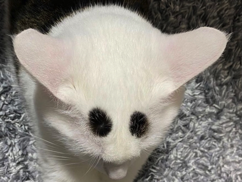 まろ眉の猫ちゃん