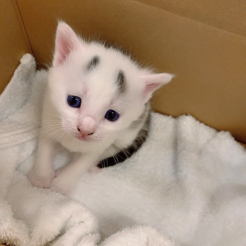 保護した日のまろくん