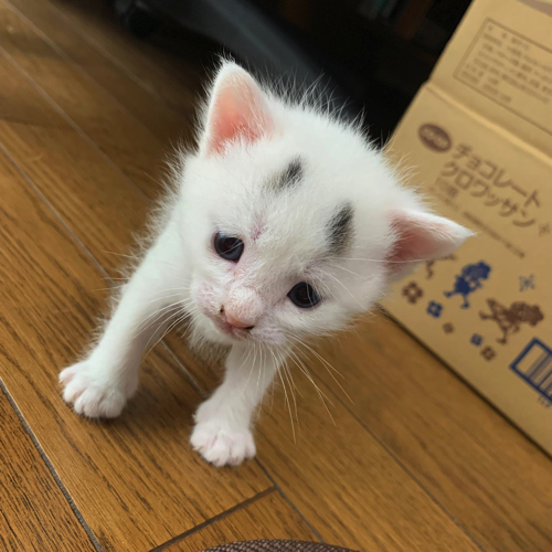 ヨチヨチ歩きのまろくん