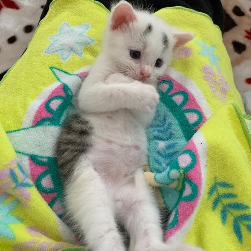 おなかぽんぽこのまろくん