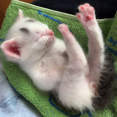 足ピンすやぁと寝るまろくん