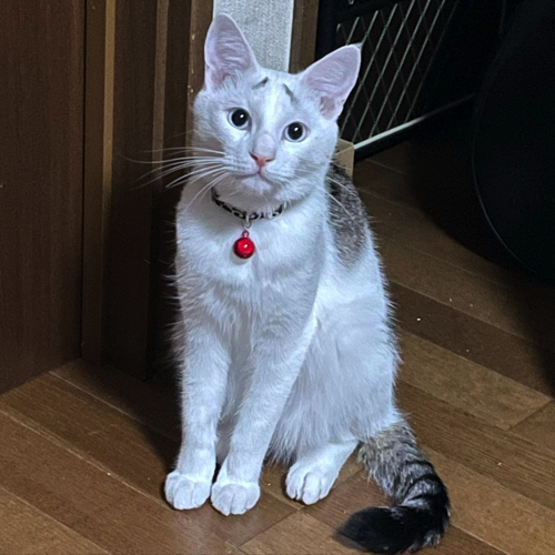 成長したまろくん