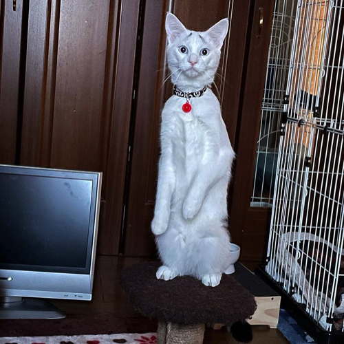 立ち上がるまろくん