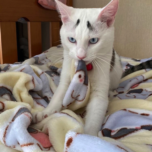 ふみふみするまろくん