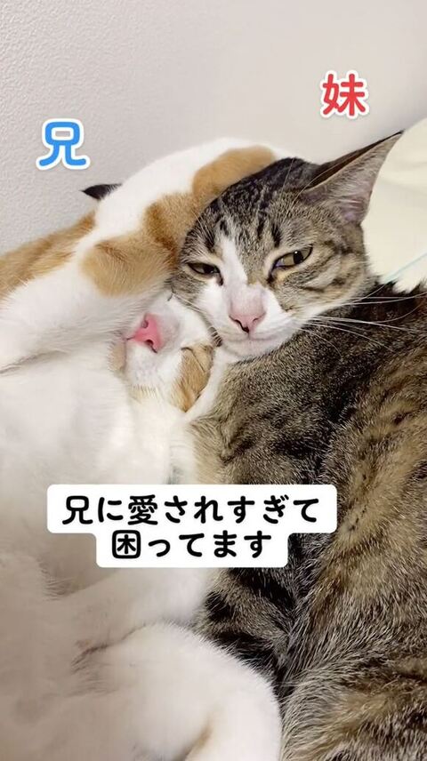 妹の頭を抱える兄