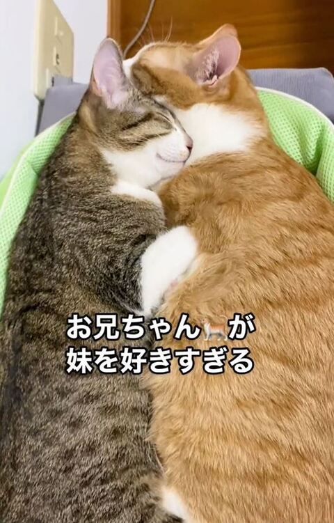 向かい合って寝てる