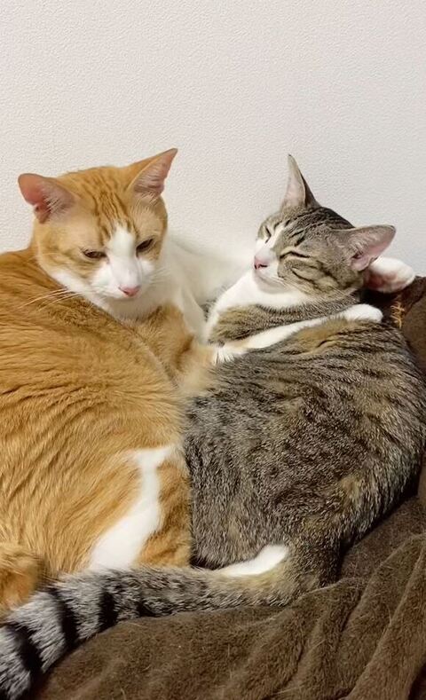 妹を腕枕する兄