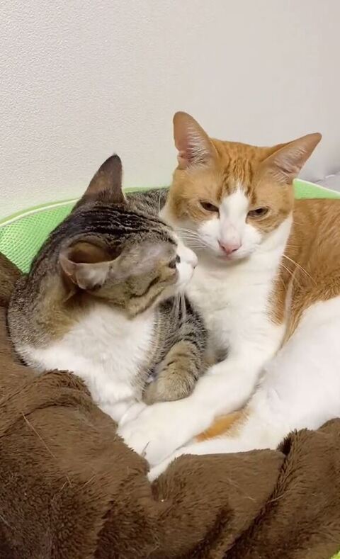 兄に顔を寄せる妹