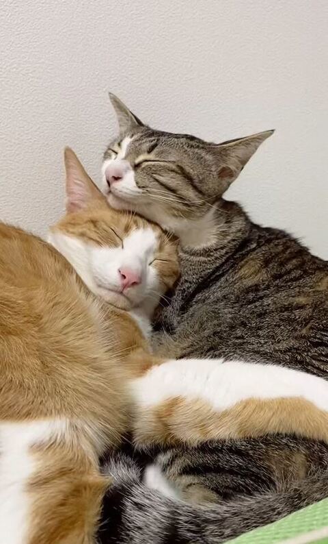 兄の頭にアゴをのせる妹