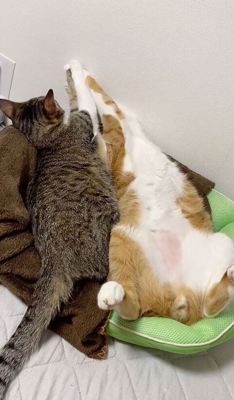 前足をつないで寝る