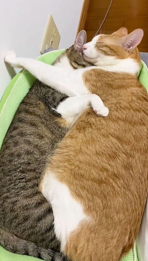 壁を前足で押さえる兄