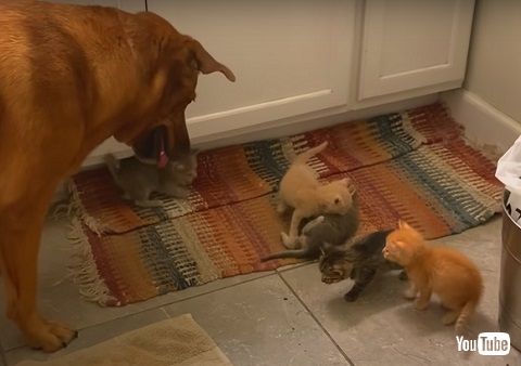 生まれて間もない子猫たち