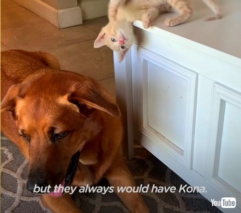 子猫もコナのことが好き