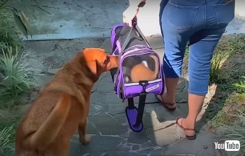 さよならを言うコナ