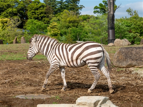 酔っているマネージャーのLINE