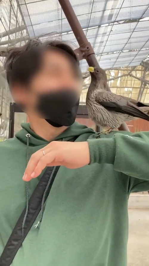 腕に乗るレラさん