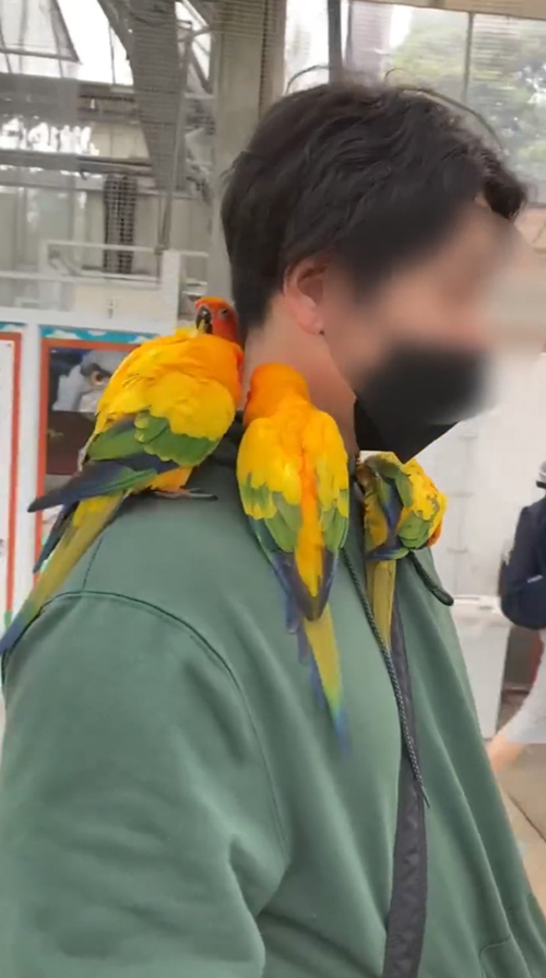 ぐるっと首回りコガネメキシコインコ