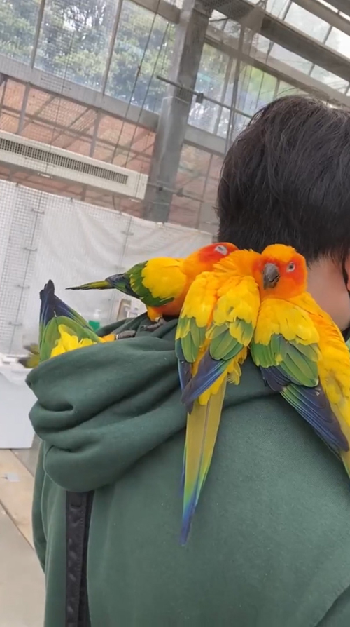 コガネメキシコインコにモテる旦那さん