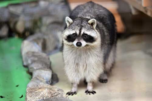 三重県 大内山動物園 私設 個人経営
