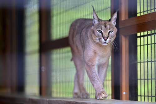 三重県 大内山動物園 私設 個人経営
