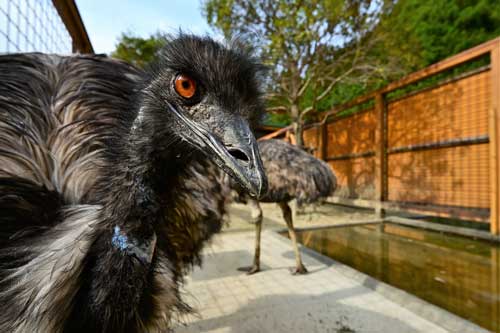 三重県 大内山動物園 私設 個人経営
