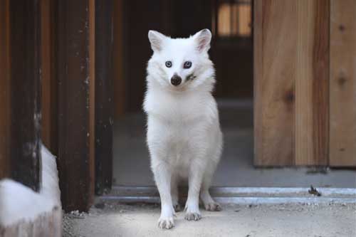 三重県 大内山動物園 私設 個人経営