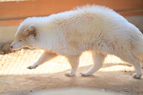 三重県 大内山動物園 私設 個人経営