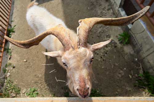 三重県 大内山動物園 私設 個人経営
