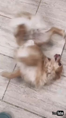 寝転がる犬