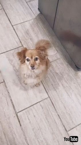 カメラ目線の犬