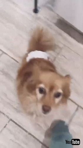 おやつちょうだいアピールする犬