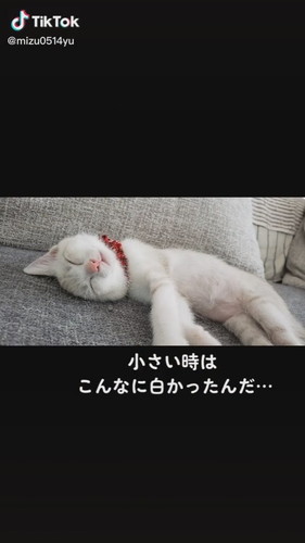 子猫と比べて大きくかわった猫ちゃん